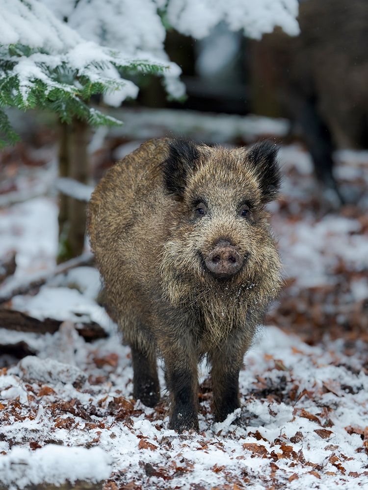 Wild boar during winter in high forest Bavarian Forest National Park Germany-Bavaria